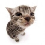 นายอนุชา บัวสาย